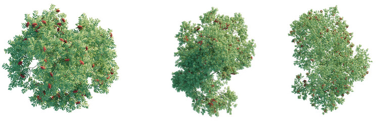 Sorbus aucuparia Tree plan top view cutout transparent background © DH Tree Stock