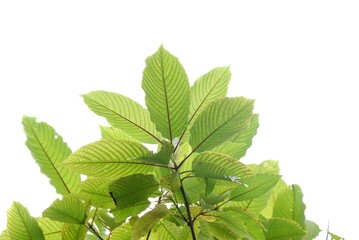 Kratom leaves with branches on white isolated background for green foliage backdrop