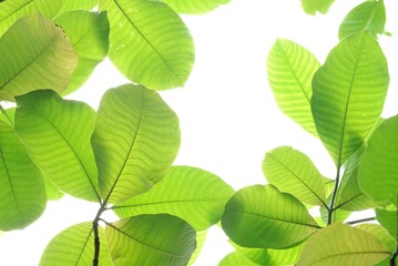 A tropical tree leaf with branches on white isolated background for green foliage backdrop 