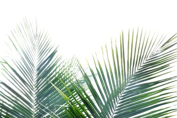 Coconut leaves on white isolated background for green foliage backdrop 