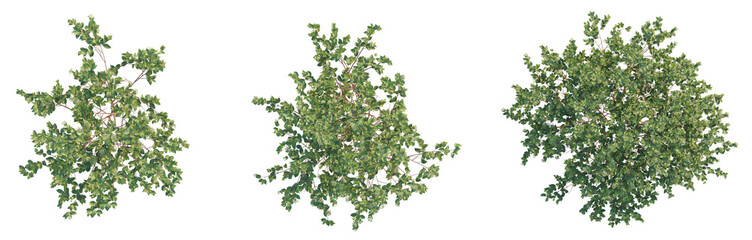 Cornus sanguinea Tree plan top view cutout transparent background © DH Tree Stock