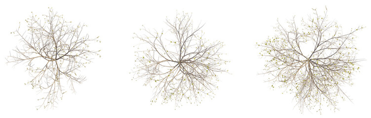  Corylus avellana Tree plan top view cutout transparent background © DH Tree Stock