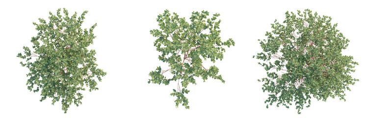 Cornus sanguinea Tree plan top view cutout transparent background