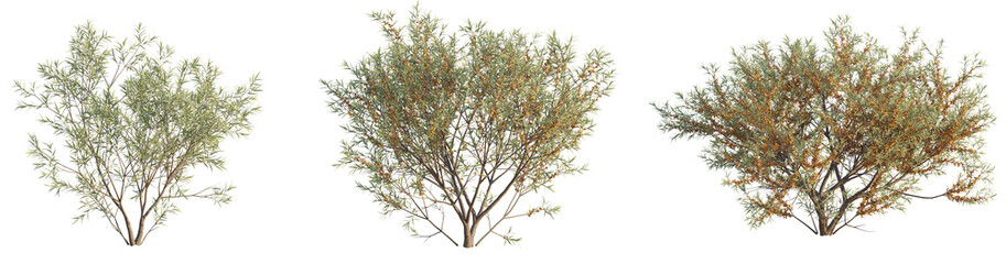 Hippophae rhamnoides Tree 4k cutout transparent background