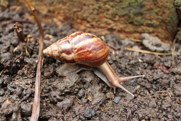 A snail crawling on the wet soil