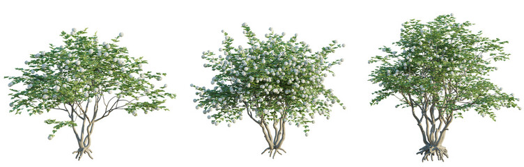 Viburnum opulus Tree 4k cutout transparent background