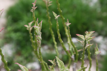 Pedilanthus tithymaloides or zigzag plant