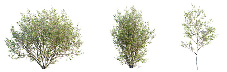 Prunus padus Tree 4k cutout transparent background