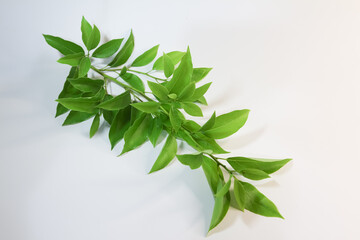 Leaf of Cinnamomum camphora tree on white background
