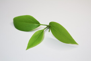 Leaf of Cinnamomum camphora tree on white background