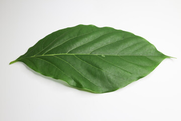 Green young avocado leaf on white background