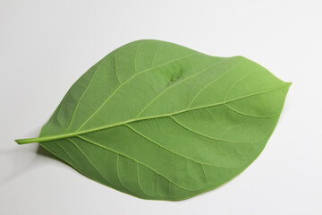 Green young avocado leaf on white background