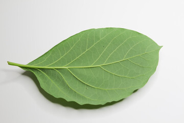 Obraz premium Green young avocado leaf on white background