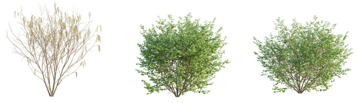 Corylus avellana Tree 4k cutout transparent background