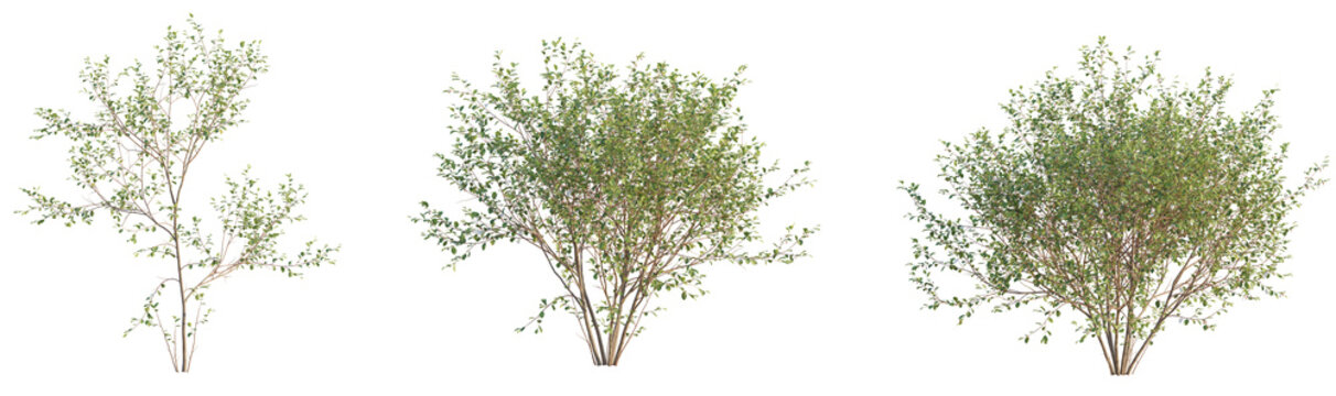 Frangula alnus Tree 4k cutout transparent background