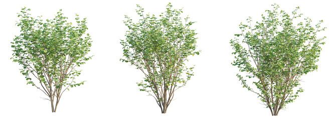 Corylus avellana Tree 4k cutout transparent background