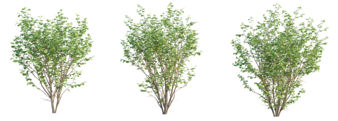 Corylus avellana Tree 4k cutout transparent background