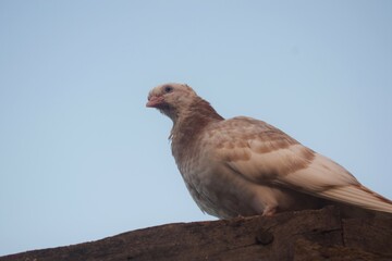 A light-colored domestic pigeon, with soft brown and white feathers and a faint pinkish hue on its beak, perches against a clear blue sky