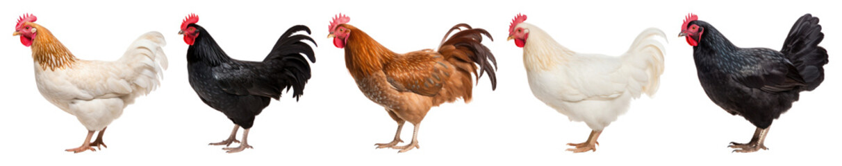 Fototapeta premium PNG Colorful chickens in a row, element set on transparent background
