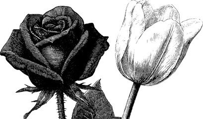 Elegant botanical engraving of rose and tulip pair for floral art projects