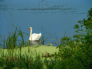 White swan on a pond in the countryside early in the morning.