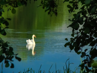 White swan on a pond in the countryside early in the morning.