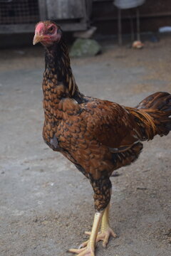 A striking, tall hen, possibly an Asil or Malay chicken, stands confidently on a textured ground, showcasing its rich brown and black patterned feathers.