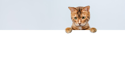 Obraz premium Curious bengal cat with blank banner on blue background