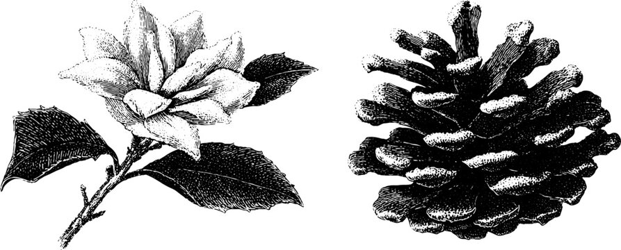 Engraved nature illustrations of snowflake and pine cone for winter decorations