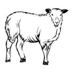 Standing Sheep Drawing Farm Animal Black and White Illustration