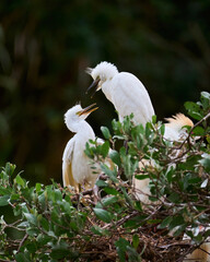 Pair of juvenile herons fighting each other in their nesting area. Both have their beaks open and are looking defiantly at each other. Species Cattle Egret, Bulbulcus Ibis, Ardea Ibis.