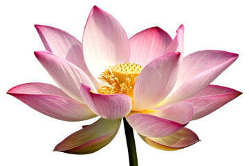 Graceful pink lotus flower in full bloom on white background