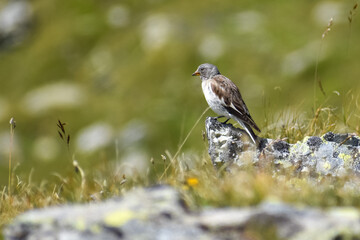 white-winged snowfinch (Montifringilla nivalis) perched on a rock hiigh up in the alps of Defereggen valley, east tyrol, austria