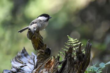coal tit (Periparus ater) perched on a tree stump in the woods, bavaria, germany