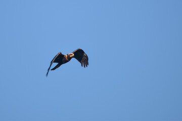 western marsh harrier (Circus aeruginosus) in flight, bavaria, germany
