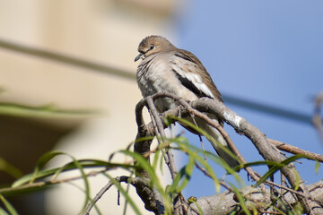 Picui ground dove or Picui dove (Columbina picui) perched in a tree, buenos aires, argentina