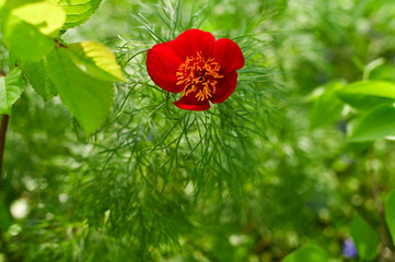 Beautiful red narrow-leaved peony. Paeonia Tenuifolia in its natural habitat, set against a...