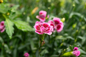 Pink flower with vibrant edges in bloom