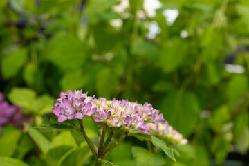Obraz premium Light purple lacecap hydrangea flowers in early bloom