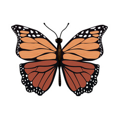 Tropical butterfly on a isolated background. For decorating postcards, invitations, textiles. Vector illustration.