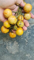 Menteng, rambai or kepundung is a fruit that is similar to langsat fruit but the fruit stalk is...