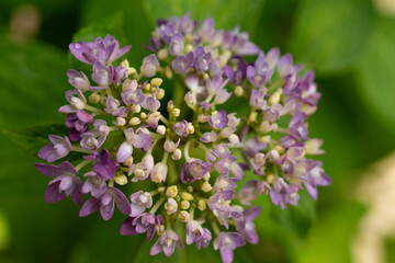 Obraz premium Soft purple lacecap hydrangea flower in bloom