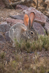 Cottontail bunny rabbit in the grass 
