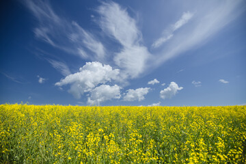 Obraz premium Beautiful rape field with blue sky and clouds
