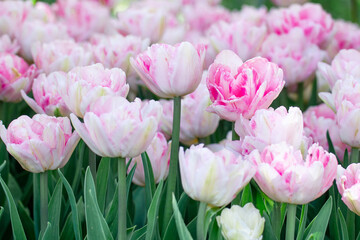 Beautiful pink and white double tulips blooming in a garden, creating a vibrant and colorful scene