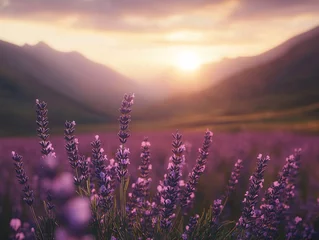 Selbstklebende Fototapeten Lavender fields in sunset glow scenic nature landscape tranquil environment serene viewpoint dreamy concept © Nontawat