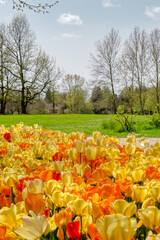 Orange and yellow tulips blooming in a park during a sunny spring day