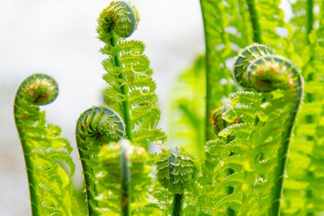 Close up of fresh, vibrant green fern fronds unfurling, capturing the essence of springtime renewal and growth