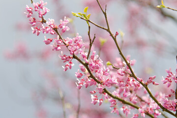 Beautiful pink flowers blooming on an eastern redbud tree branch in springtime, celebrating new life and the beauty of nature