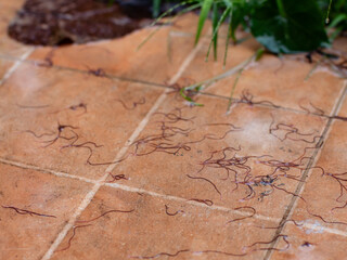 Earthworms, Tubifex Worm on tile floor after rain.